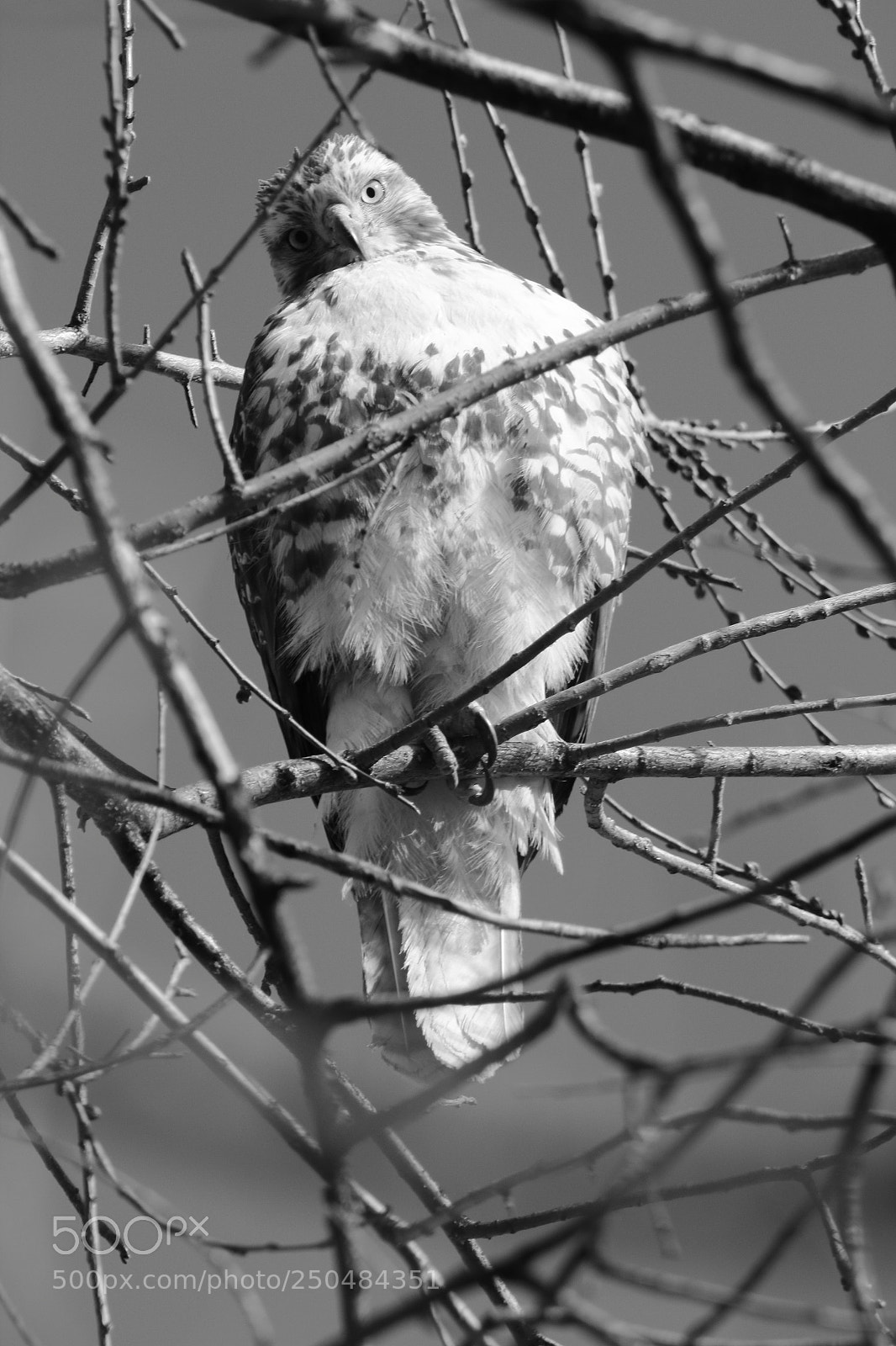 Canon EF 75-300mm f/4-5.6 sample photo. Hawk photography