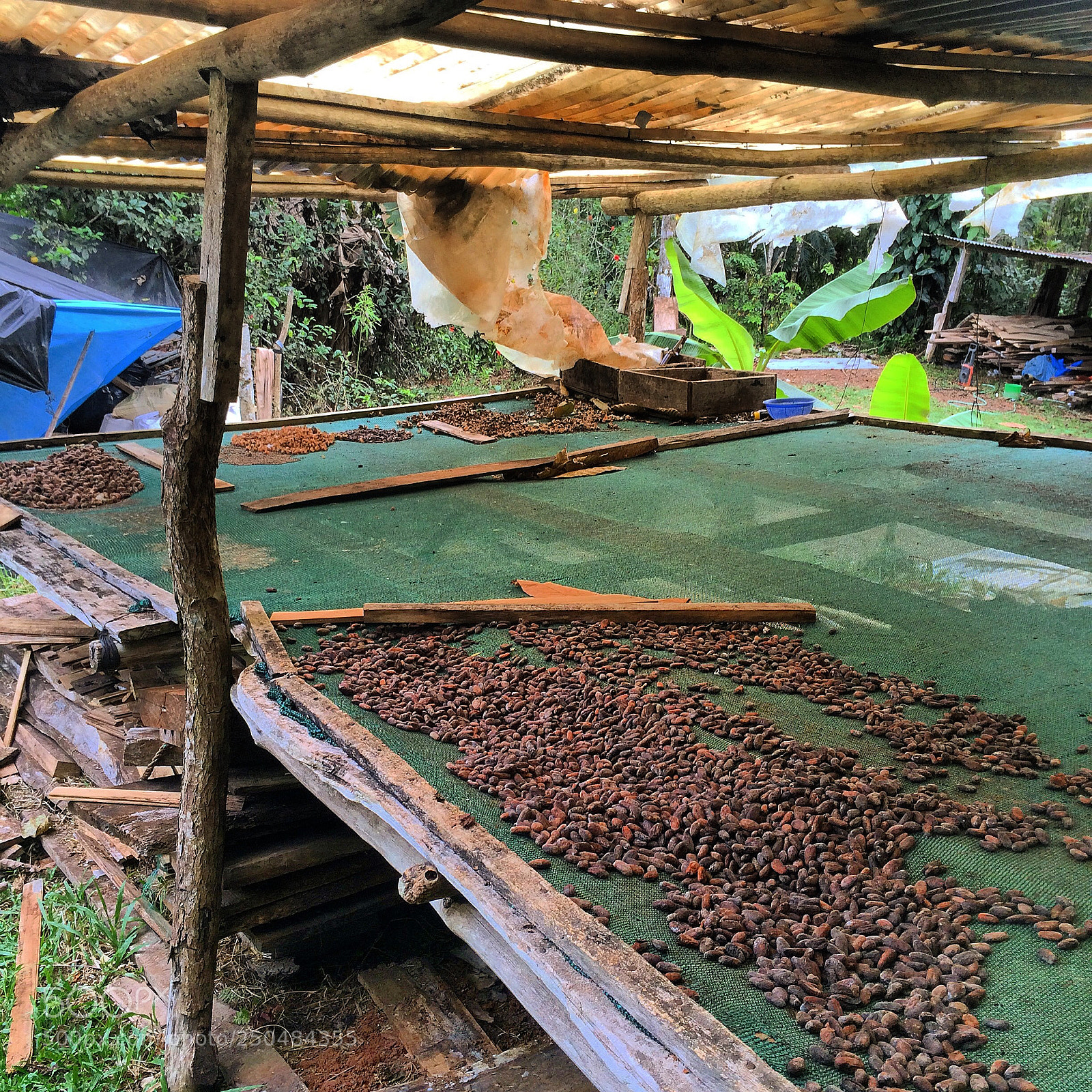 Apple iPhone 5s sample photo. Drying cacao photography