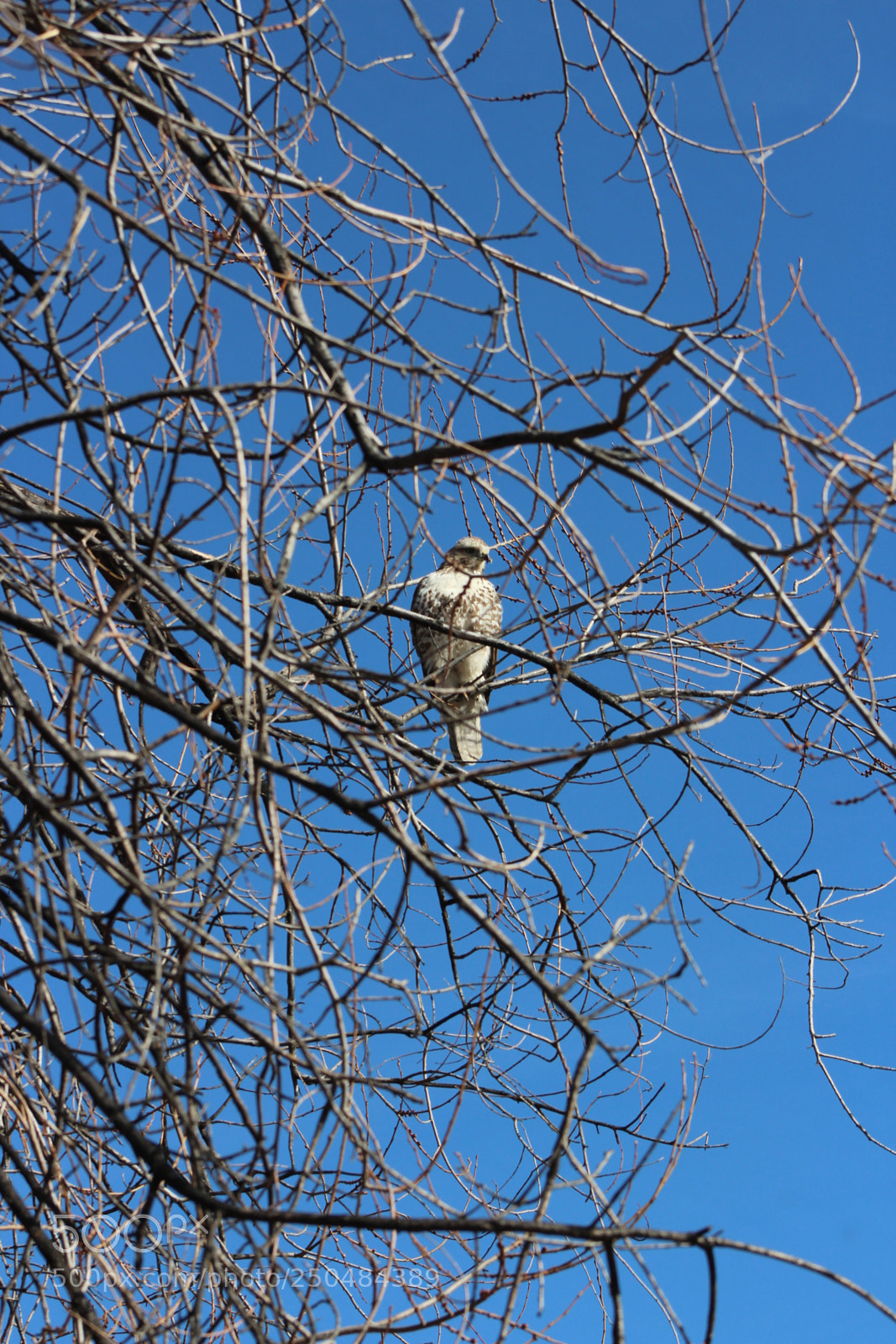 Canon EF 75-300mm f/4-5.6 sample photo. Img photography