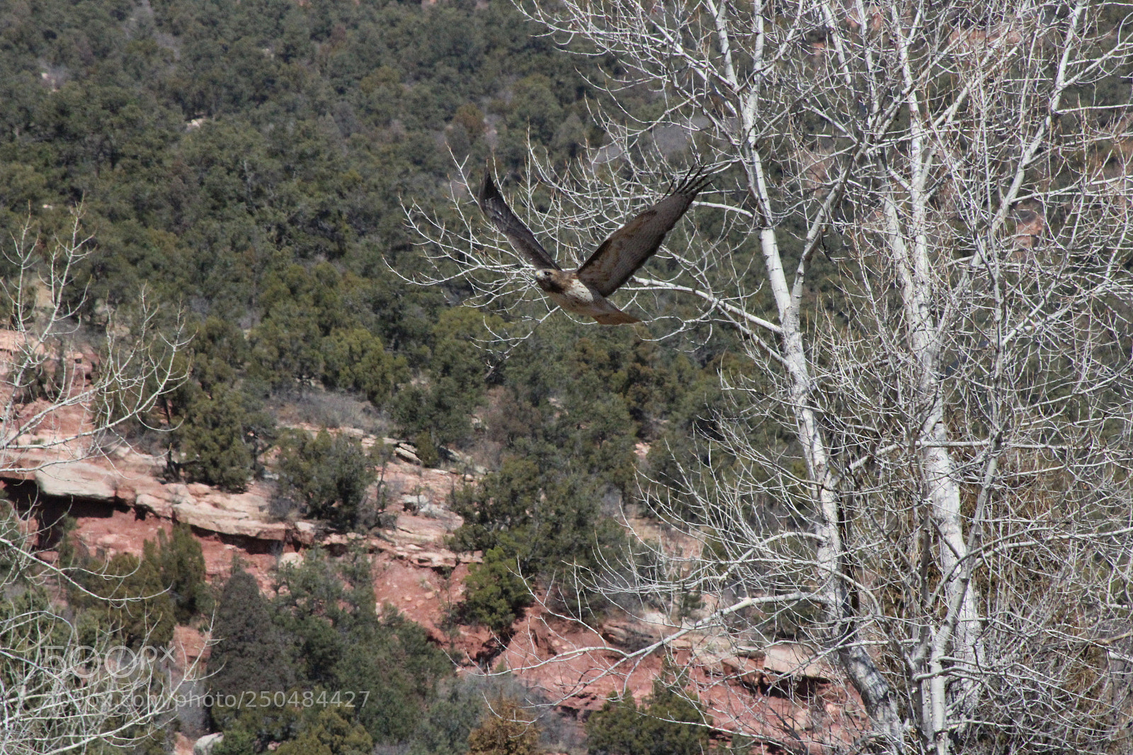 Canon EF 75-300mm f/4-5.6 sample photo. Img photography