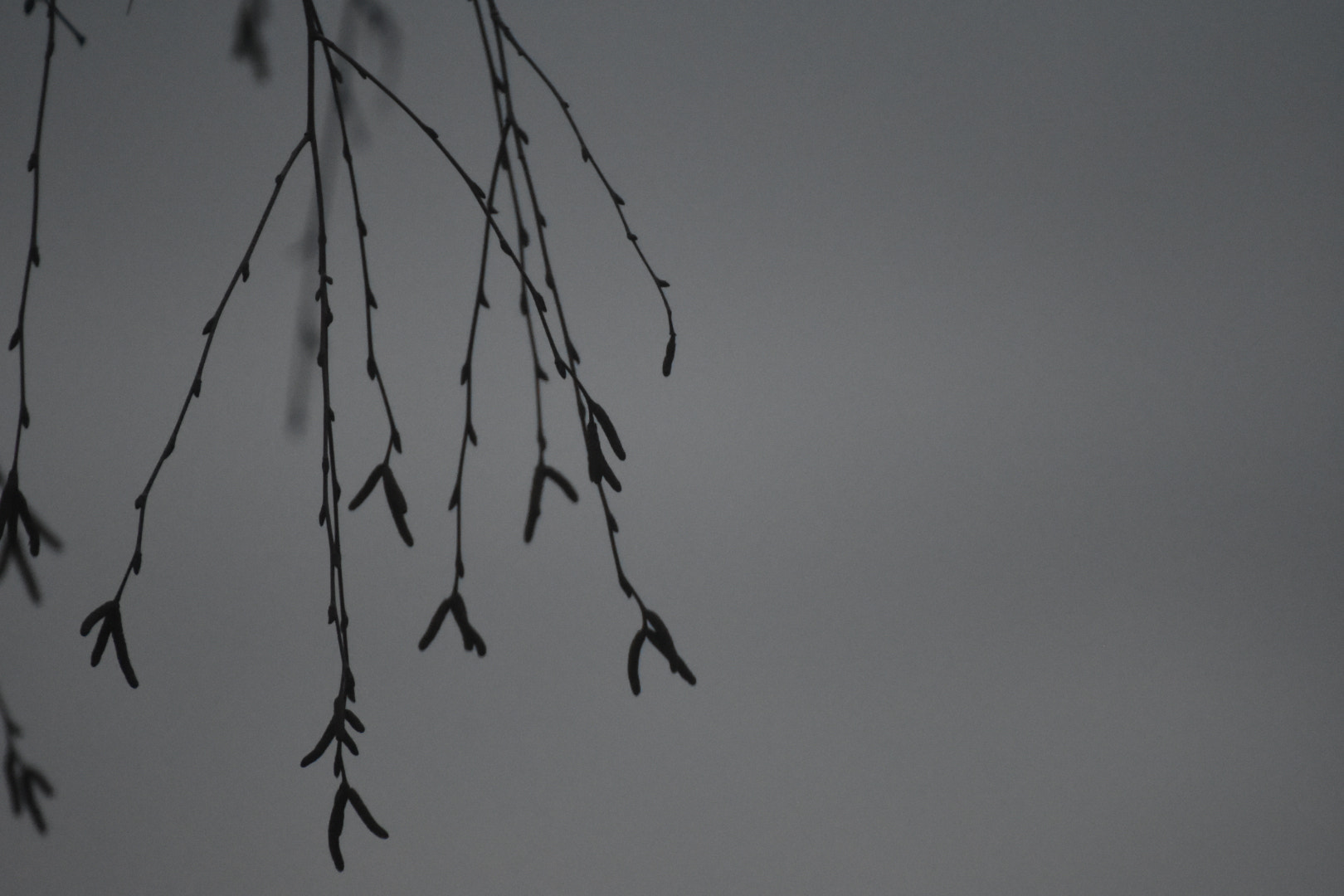 Nikon D7200 sample photo