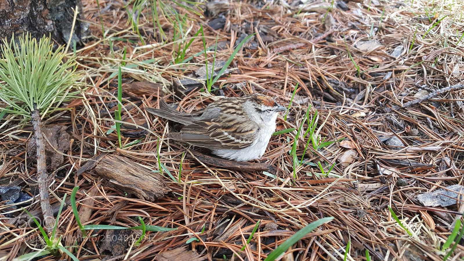 Samsung Galaxy Note5 sample photo. 20160507_125722.jpg photography