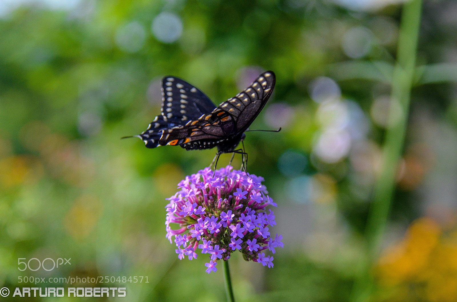 Nikon D5100 sample photo. Butterfly 10 photography