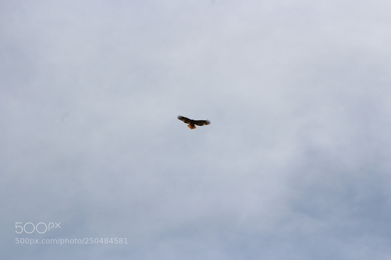 Canon EF 75-300mm f/4-5.6 sample photo. Img photography