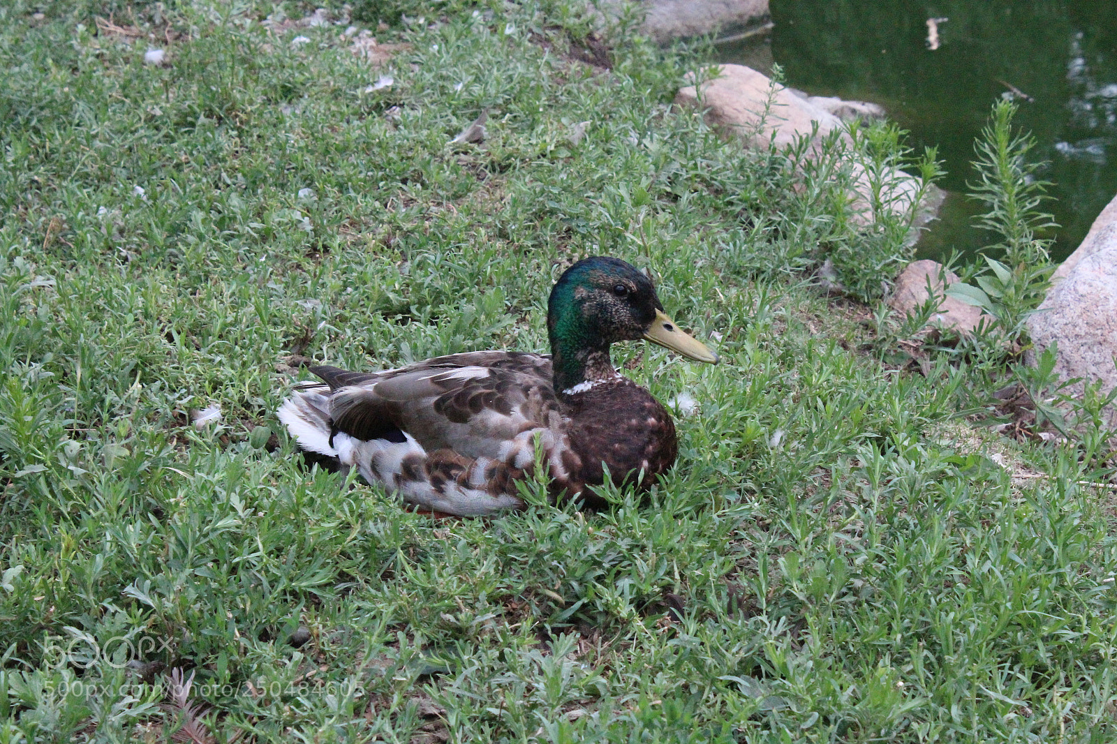 Canon EOS 1200D (EOS Rebel T5 / EOS Kiss X70 / EOS Hi) sample photo. Img photography