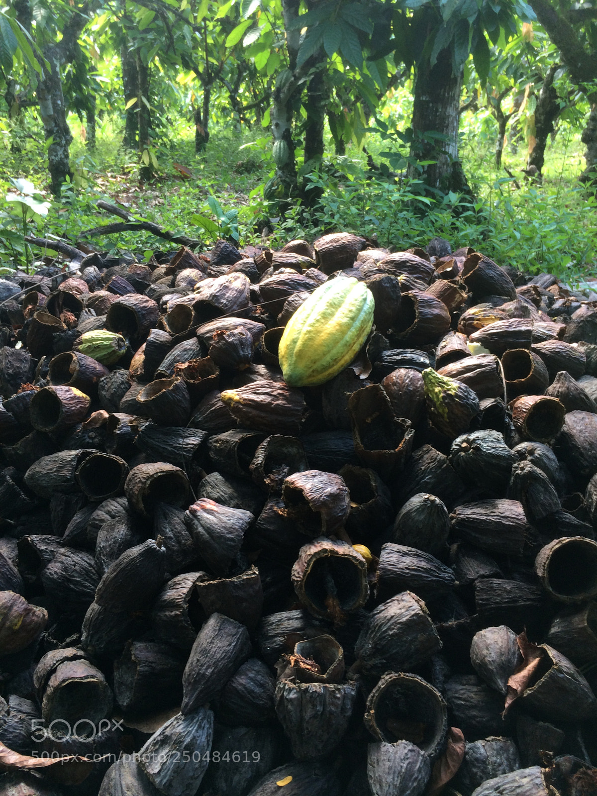 Apple iPhone 5s sample photo. One ripe photography