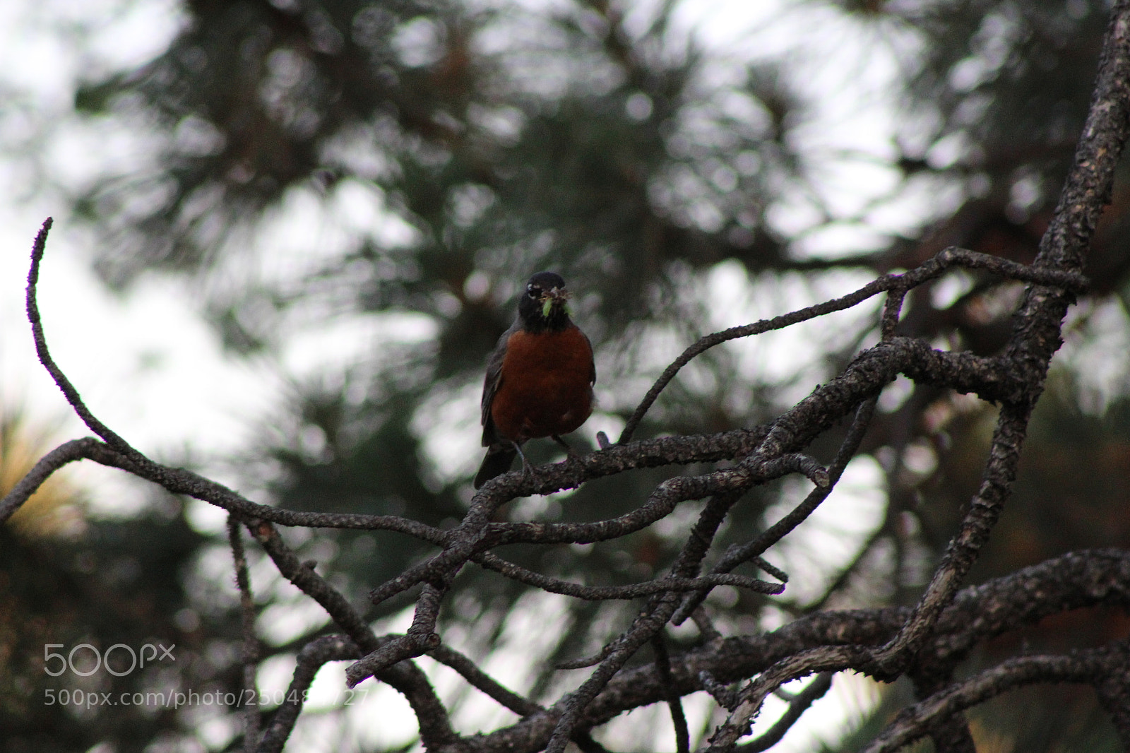 Canon EF 75-300mm f/4-5.6 sample photo. Img photography