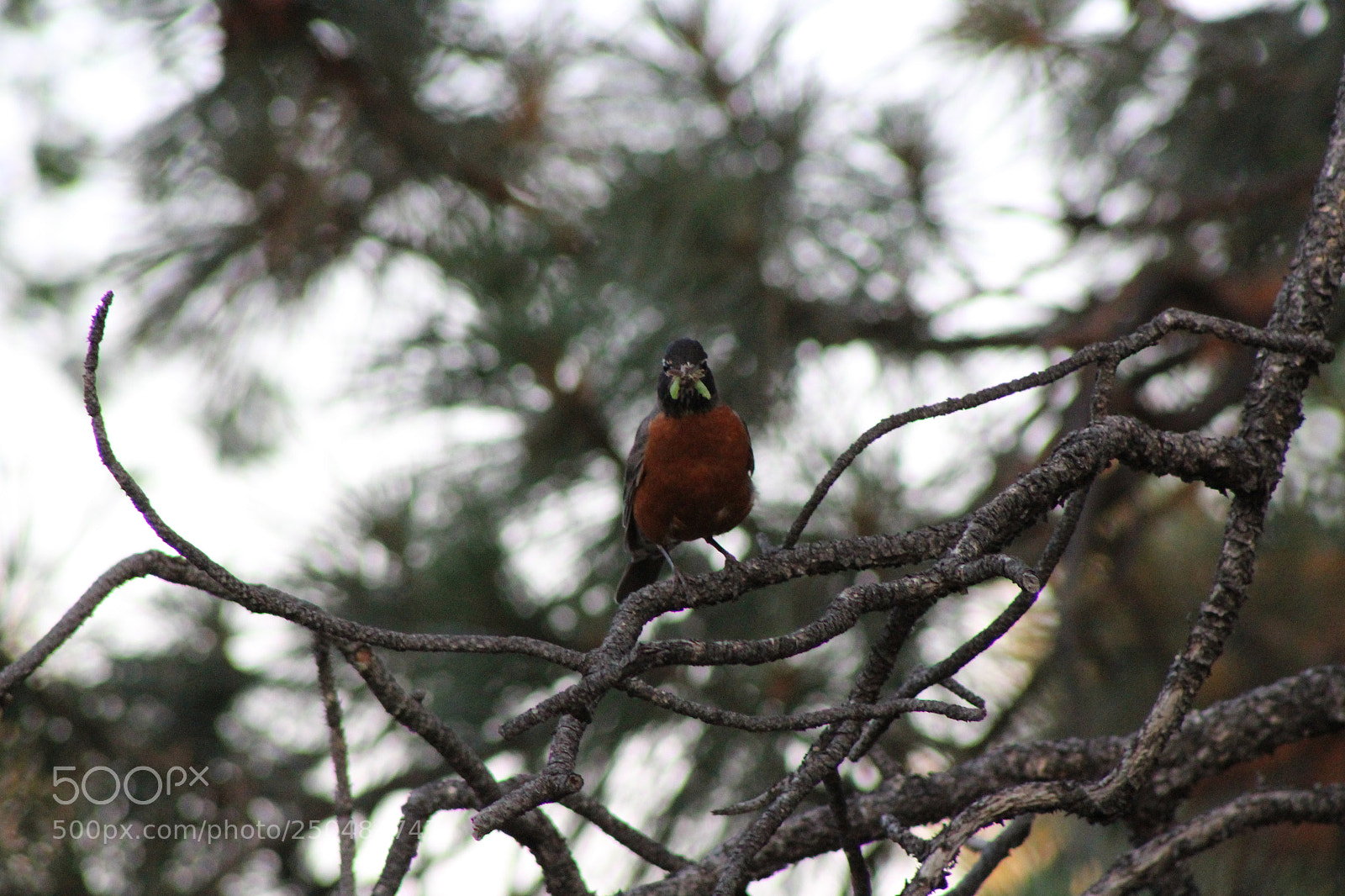 Canon EF 75-300mm f/4-5.6 sample photo. Img photography