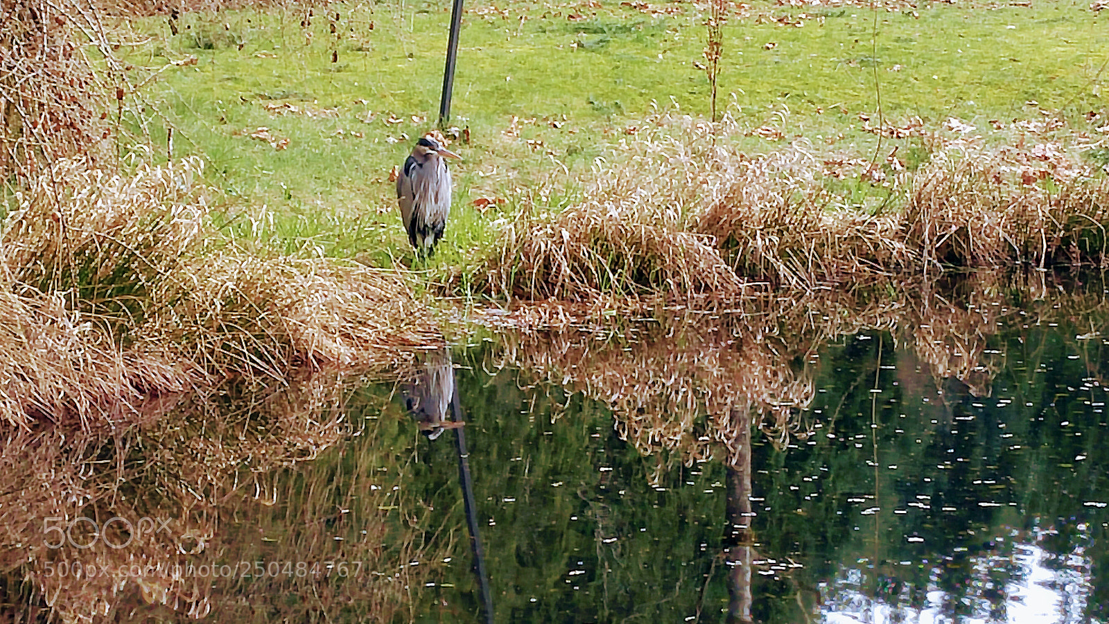LG G4 sample photo. Heron reflections photography