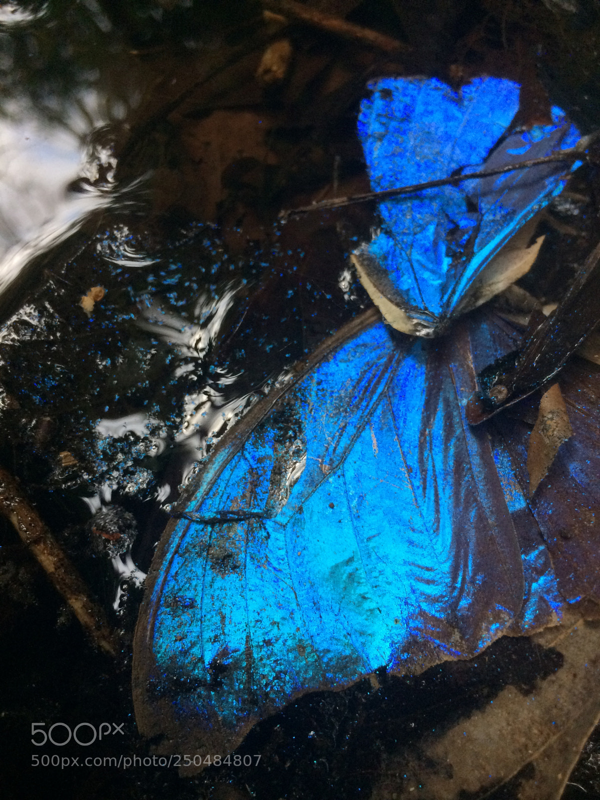 Apple iPhone 5s sample photo. Decaying morph photography
