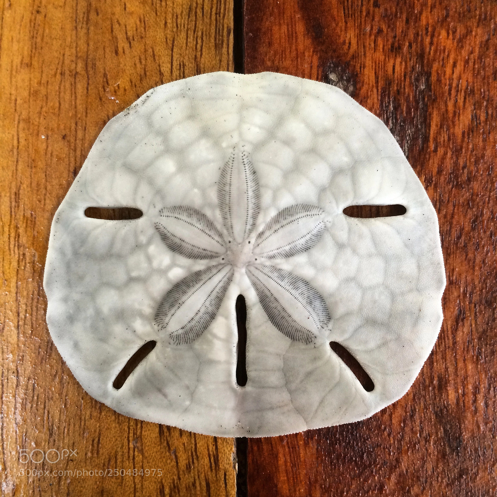 Apple iPhone 5s sample photo. Scale photography