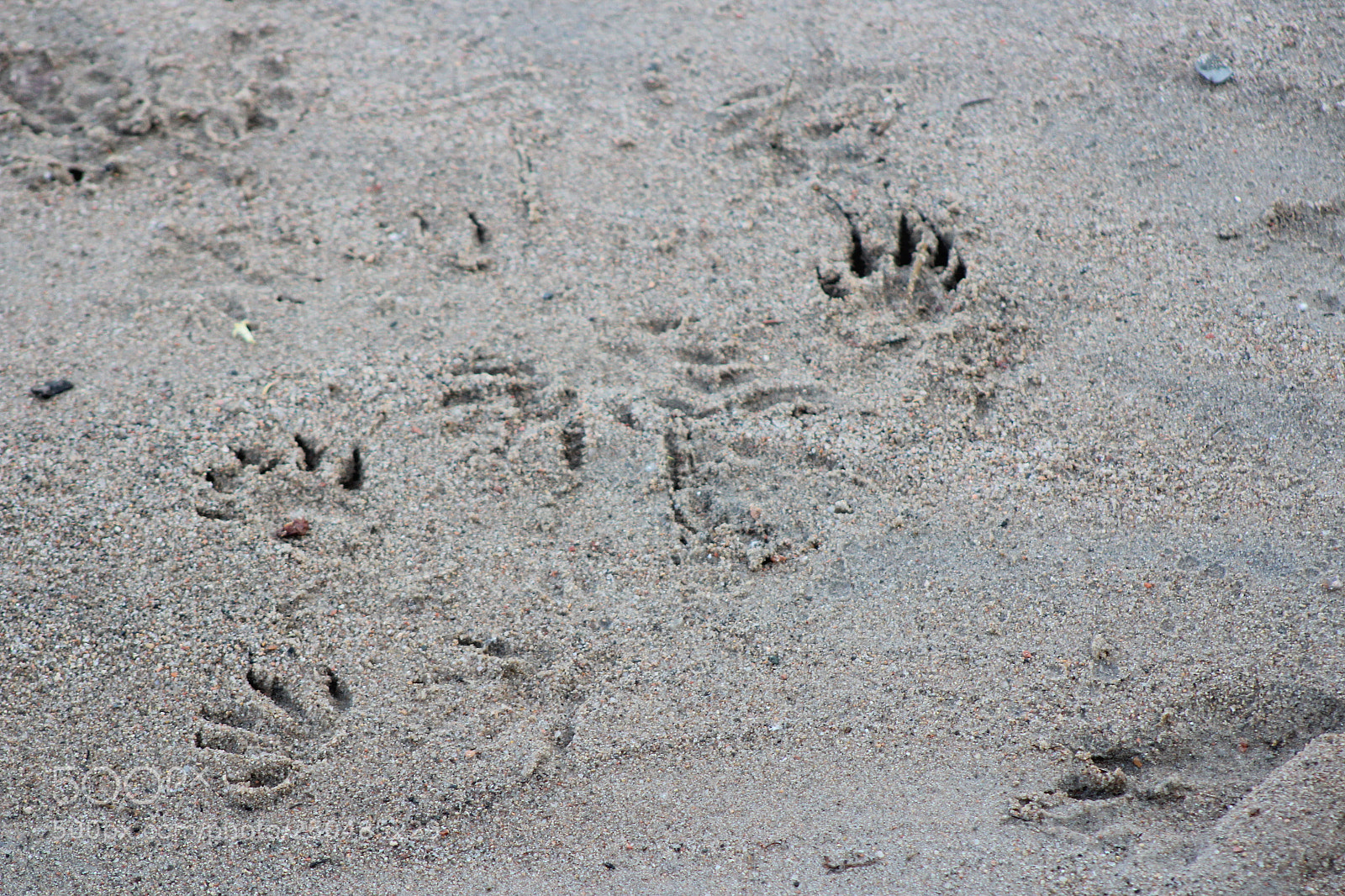 Canon EF 75-300mm f/4-5.6 sample photo. Img photography