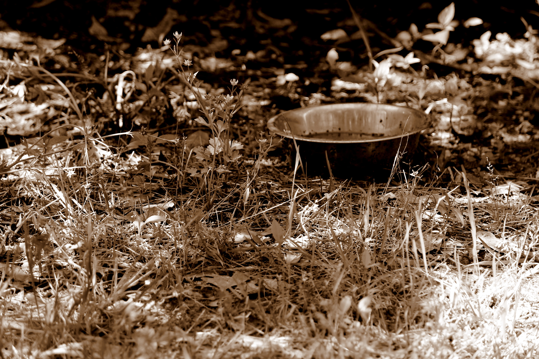 Canon EOS 1100D (EOS Rebel T3 / EOS Kiss X50) sample photo. Untouched yards, louisiana, april 2012 photography