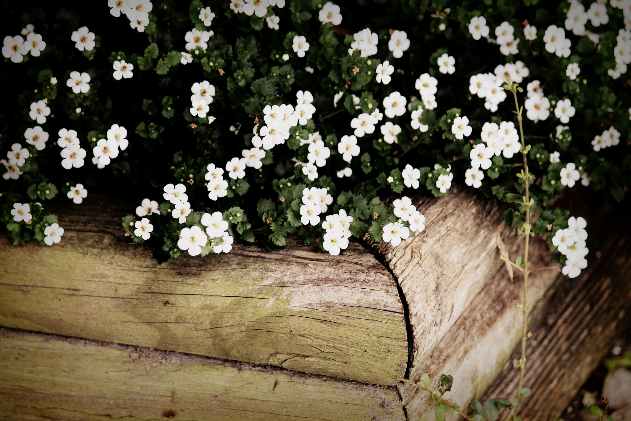 Canon EOS 1100D (EOS Rebel T3 / EOS Kiss X50) sample photo. White flowers, louisiana, april 2012 photography