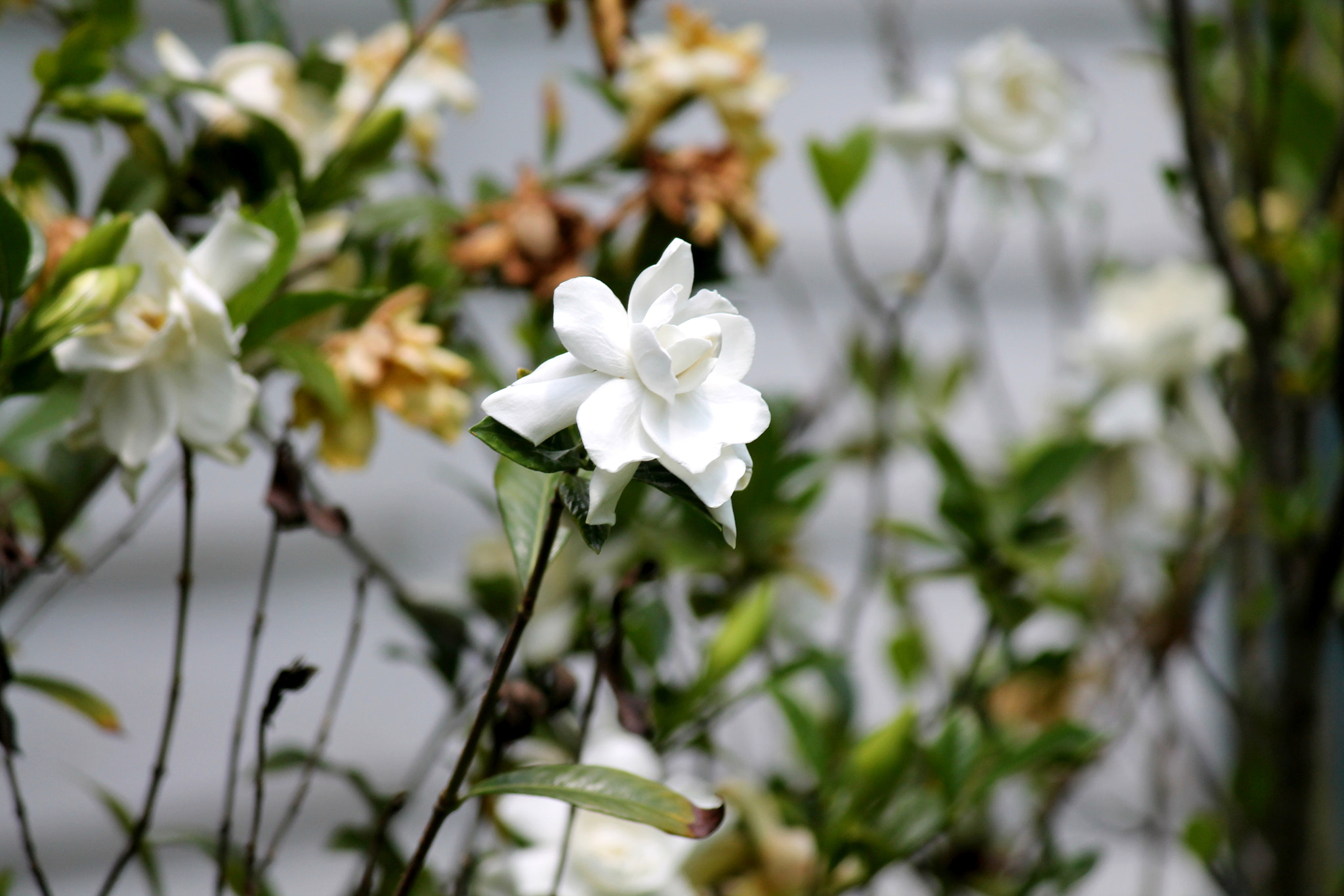 Canon EOS 1100D (EOS Rebel T3 / EOS Kiss X50) sample photo. Gardenia, louisiana, may 2012 photography