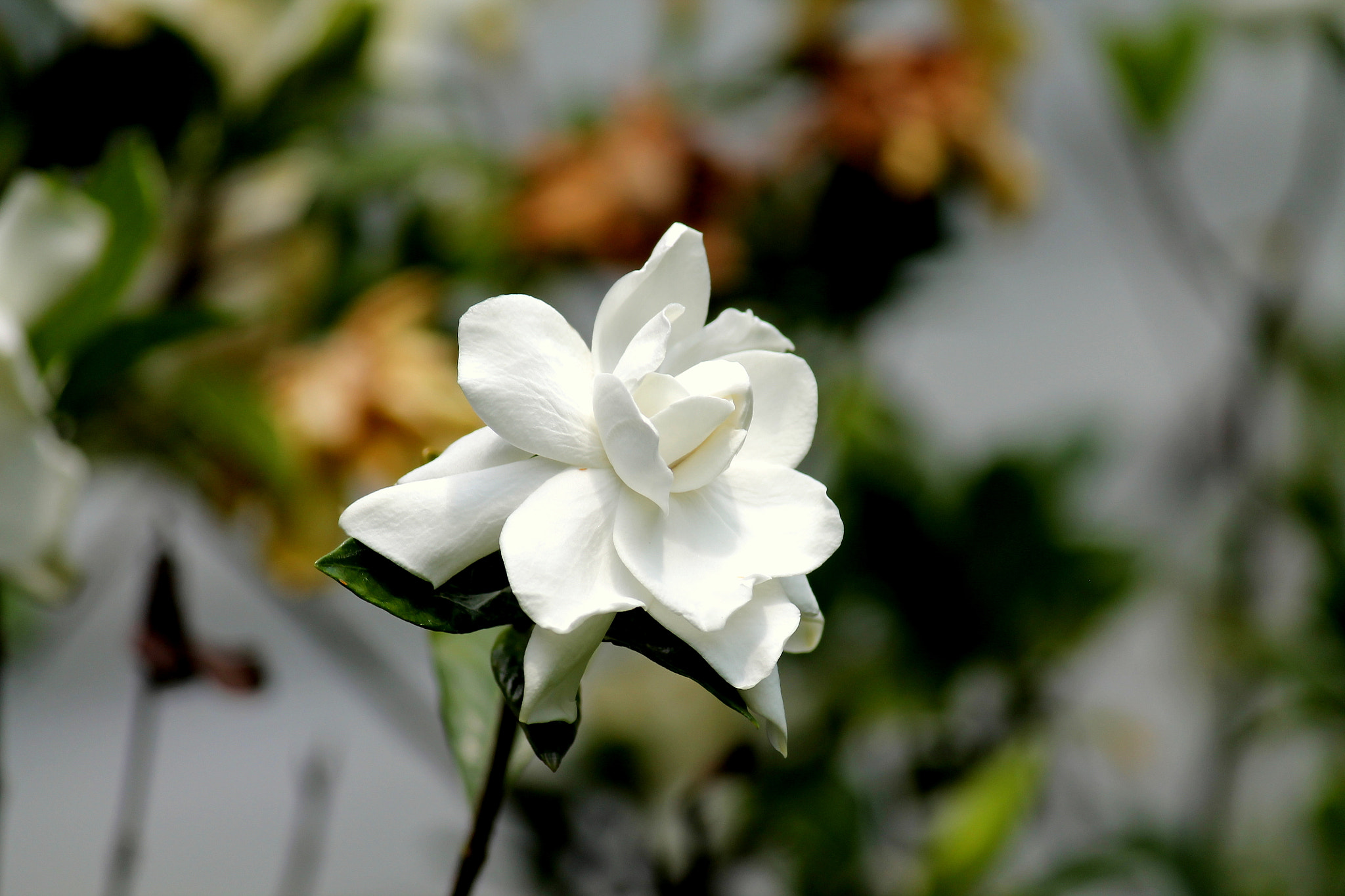 Canon EOS 1100D (EOS Rebel T3 / EOS Kiss X50) sample photo. Gardenia close up, louisiana, may 2012 photography