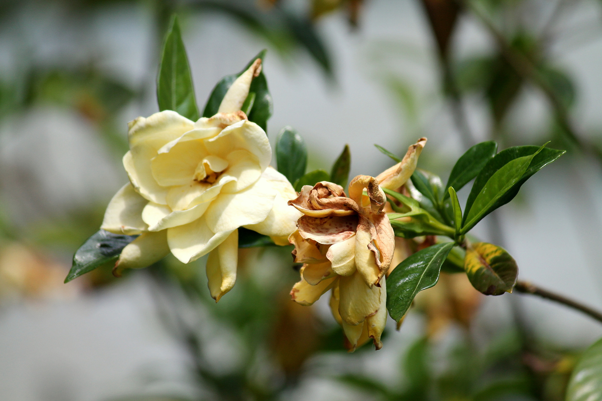 Canon EOS 1100D (EOS Rebel T3 / EOS Kiss X50) sample photo. Decaying gardenia, louisiana, may 2012 photography
