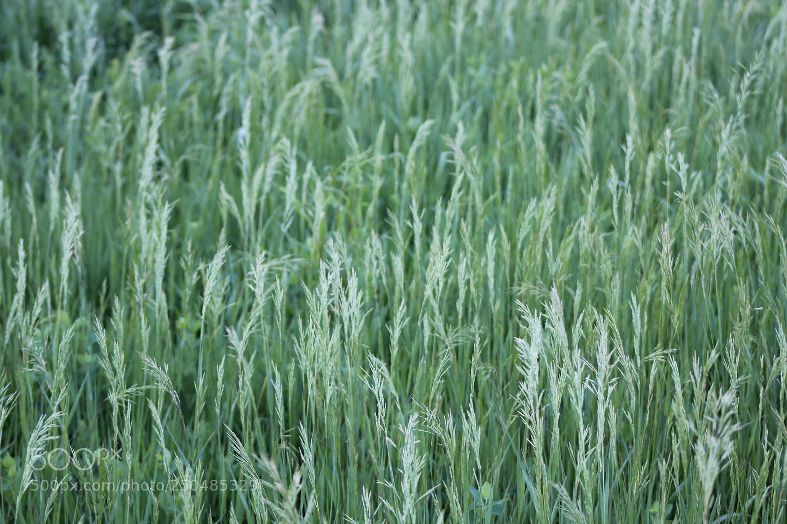 Canon EF 75-300mm f/4-5.6 sample photo. Img photography