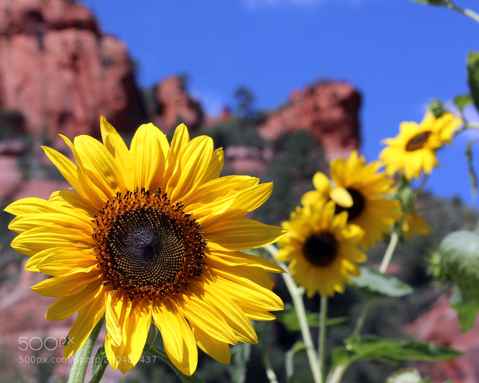 Canon EOS 600D (Rebel EOS T3i / EOS Kiss X5) sample photo. Sunflower photography