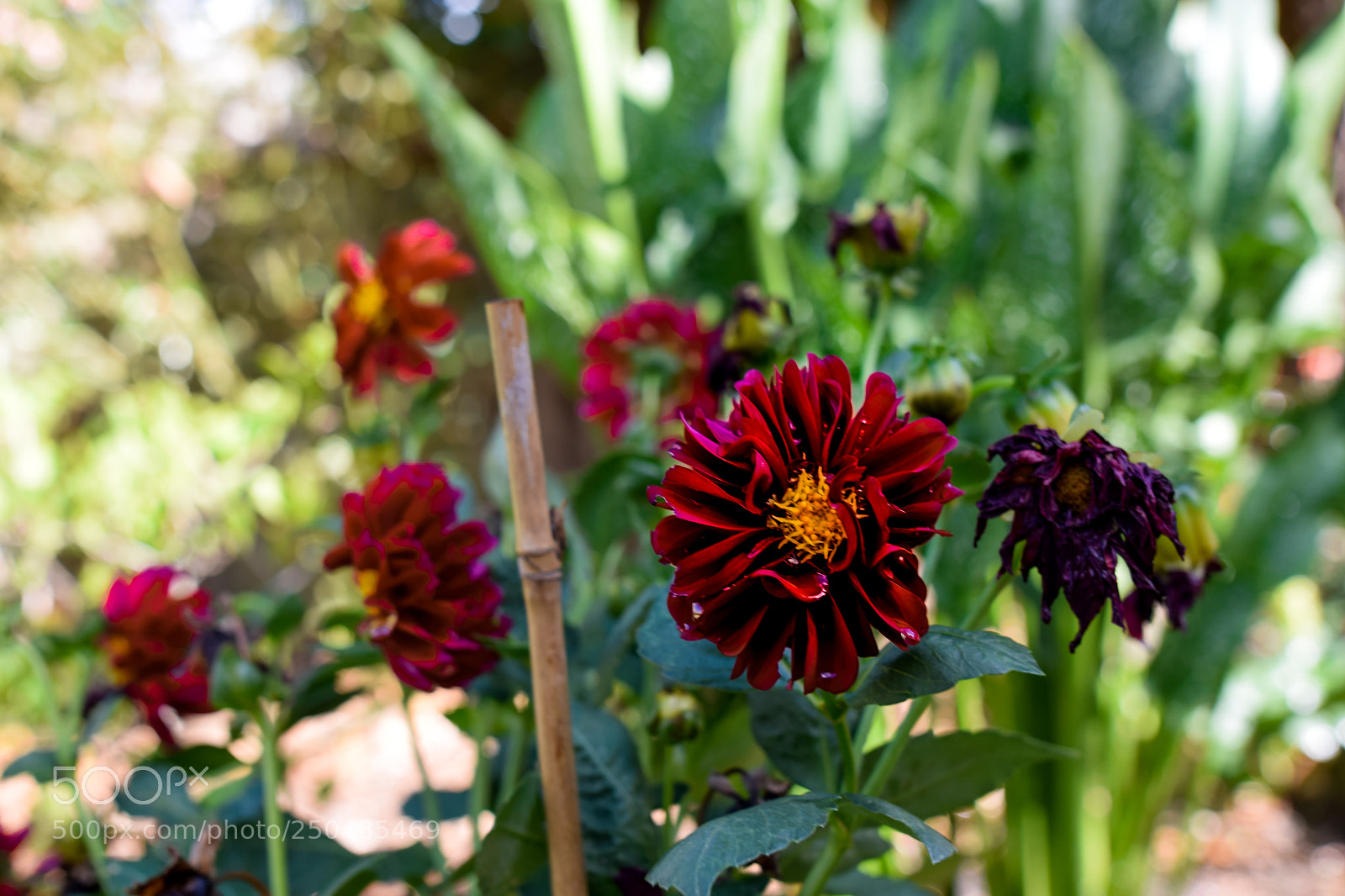 Nikon D3300 sample photo. Red flowers photography