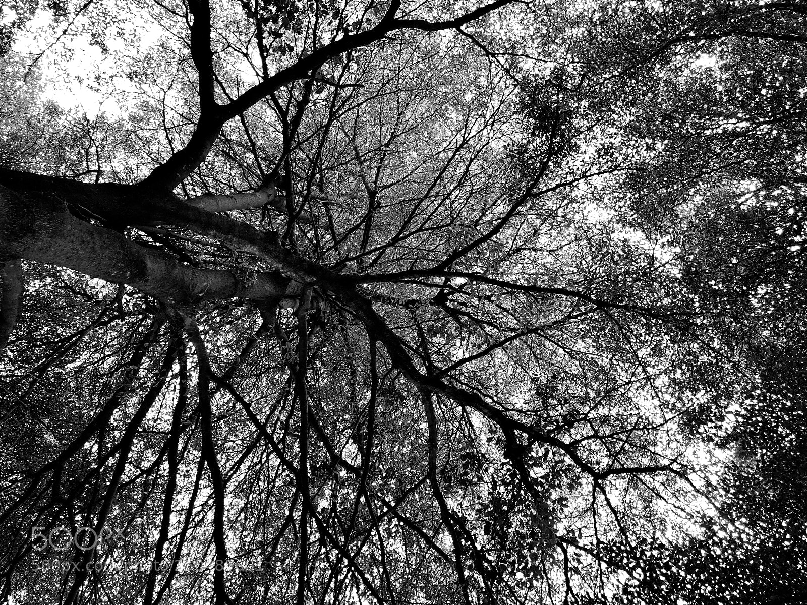 Apple iPhone 8 sample photo. Untitled photography