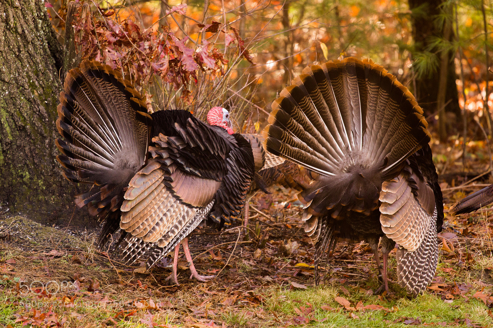 Canon EOS 600D (Rebel EOS T3i / EOS Kiss X5) sample photo. Two wild tom turkeys photography