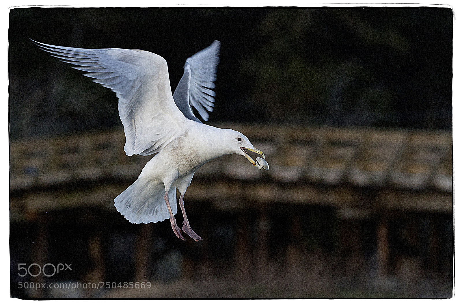 Canon EOS 7D sample photo. Seagull with oyster supper. photography
