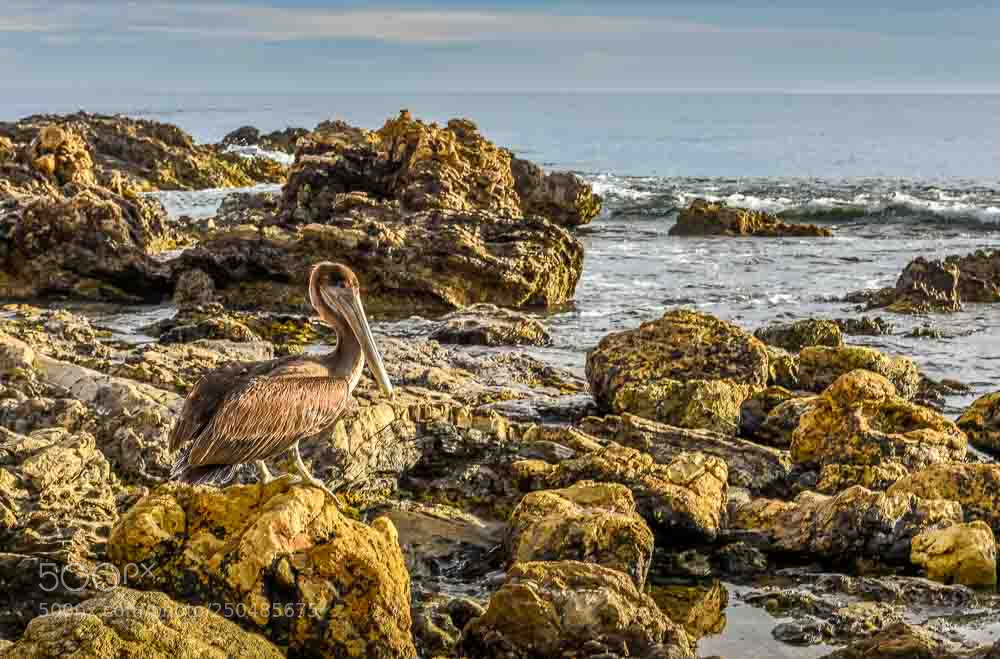 Nikon D810 sample photo. Blending in! photography