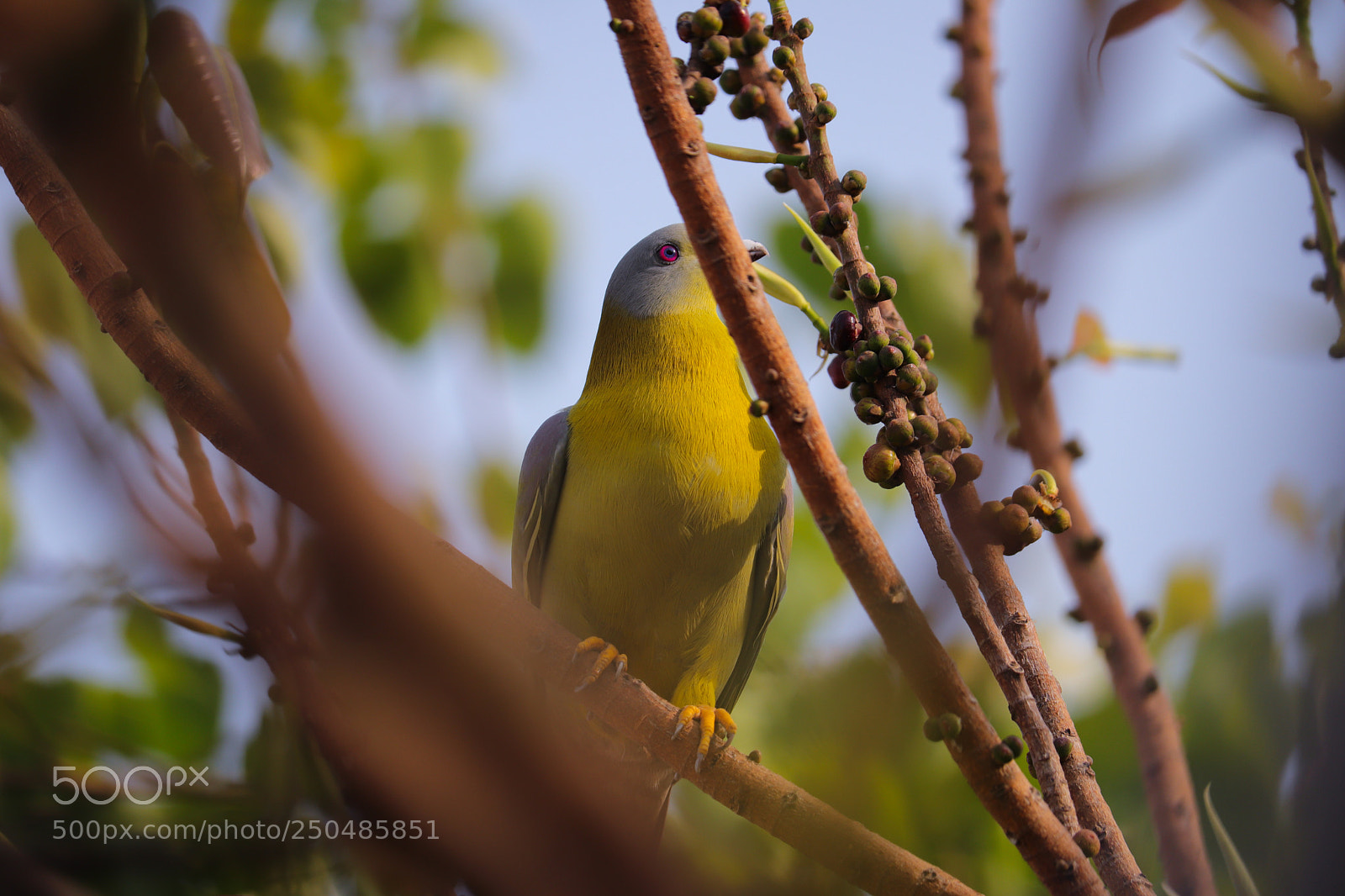 Canon EOS 200D (EOS Rebel SL2 / EOS Kiss X9) sample photo. Green pigeon photography
