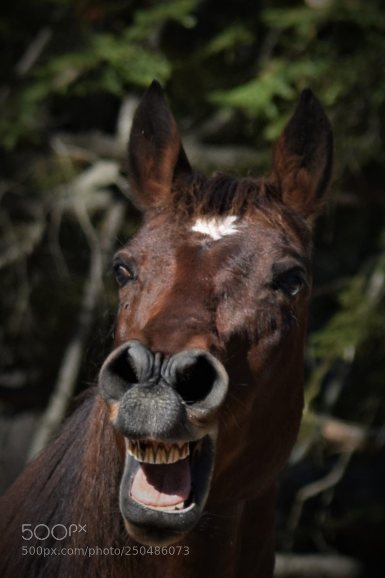 Nikon D3300 sample photo. Laughing horse photography