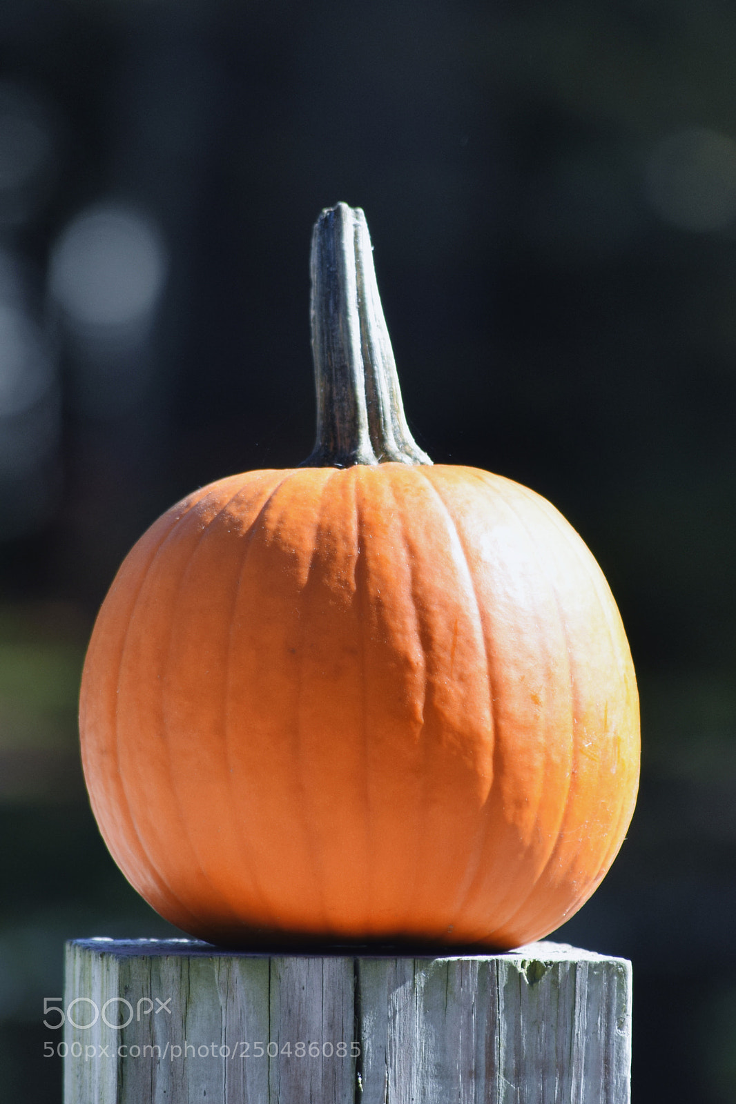 Nikon D3300 sample photo. Pumpkin photography