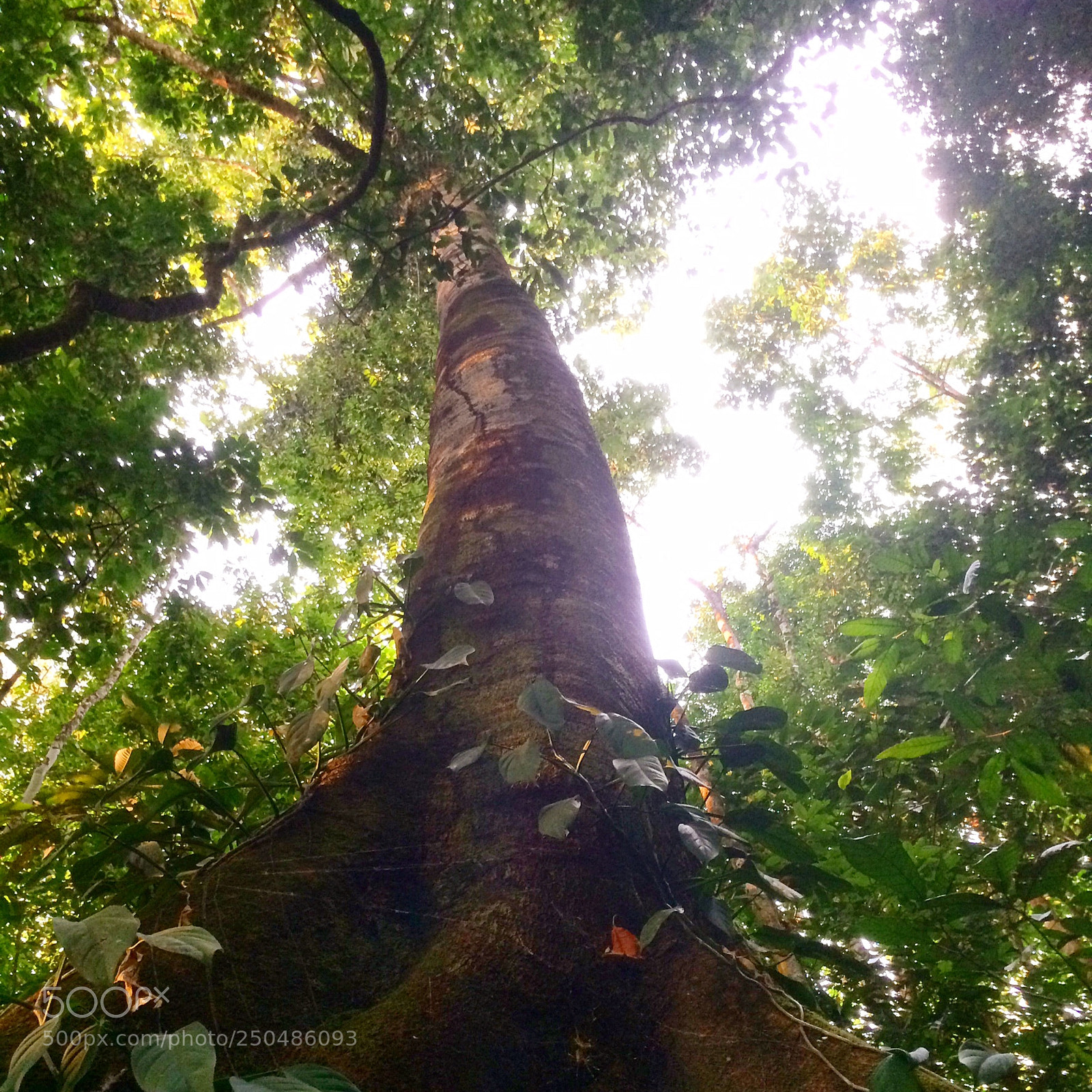 Apple iPhone 5s sample photo. Reaching up photography
