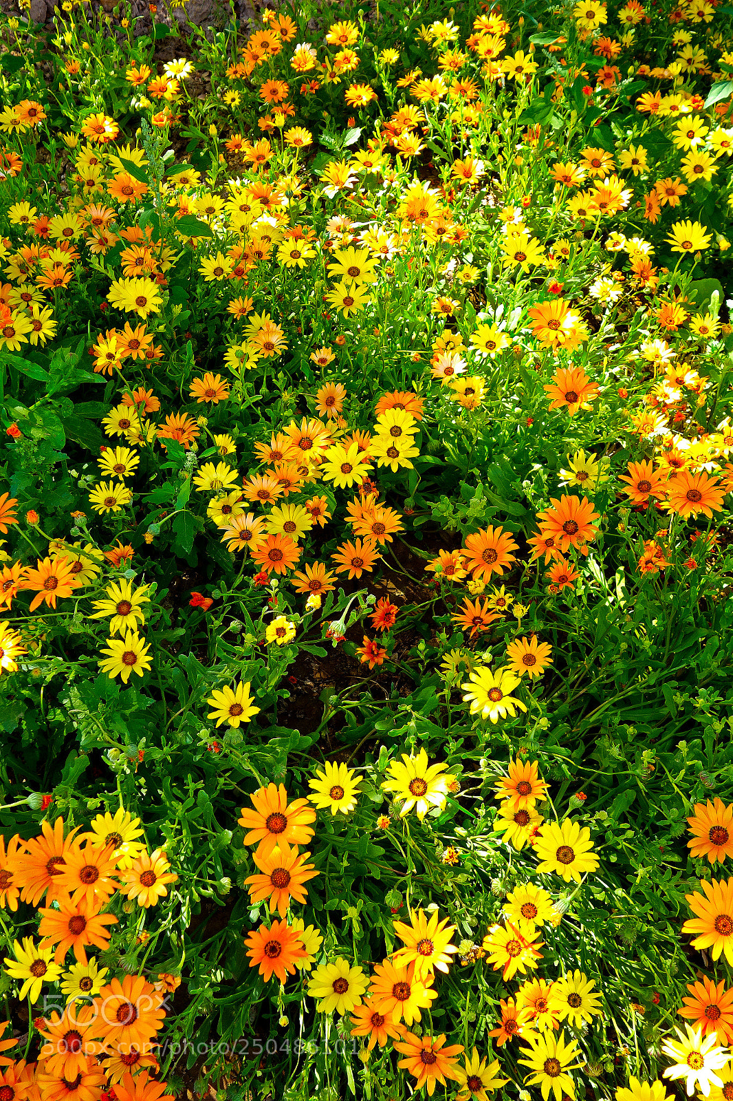 Sony Cyber-shot DSC-RX100 sample photo. Celebration of yellows and photography