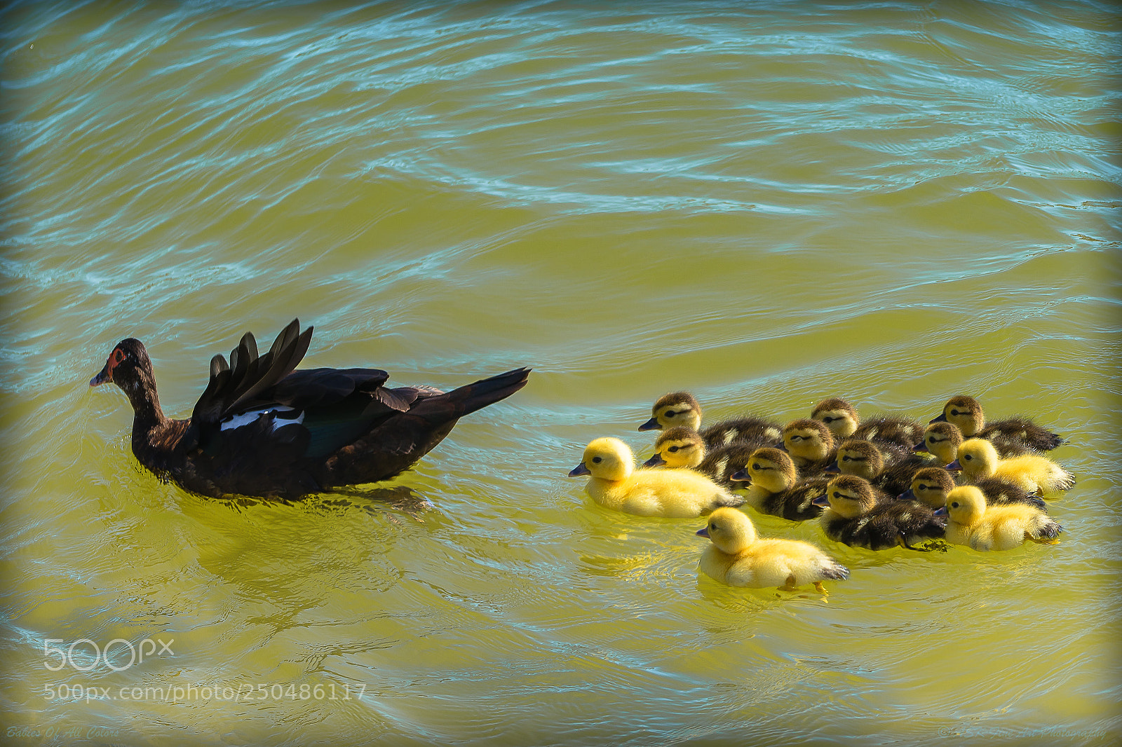 Sony a7 sample photo. Babies of all colors photography