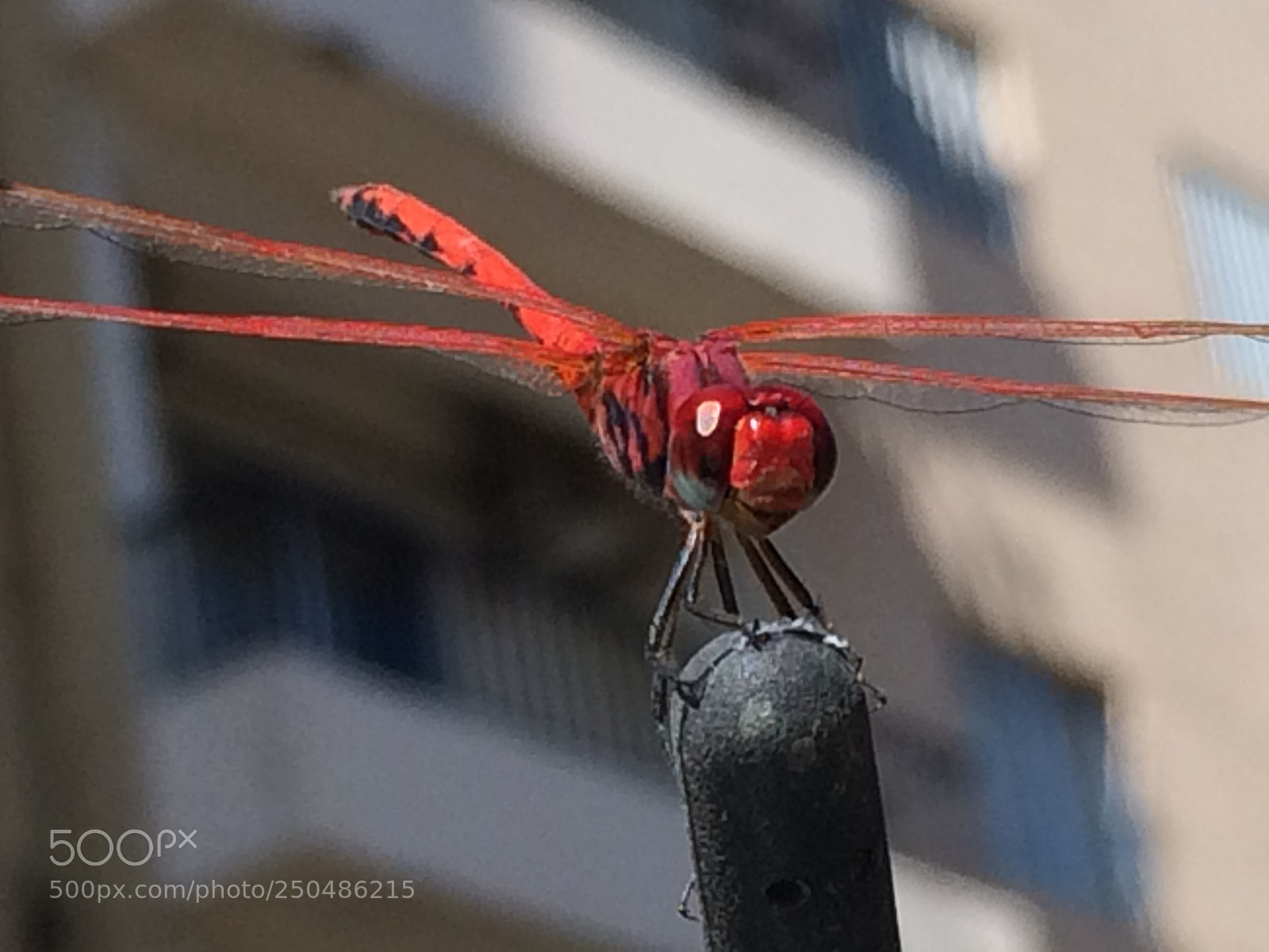 Apple iPhone 5s sample photo. Red plane photography