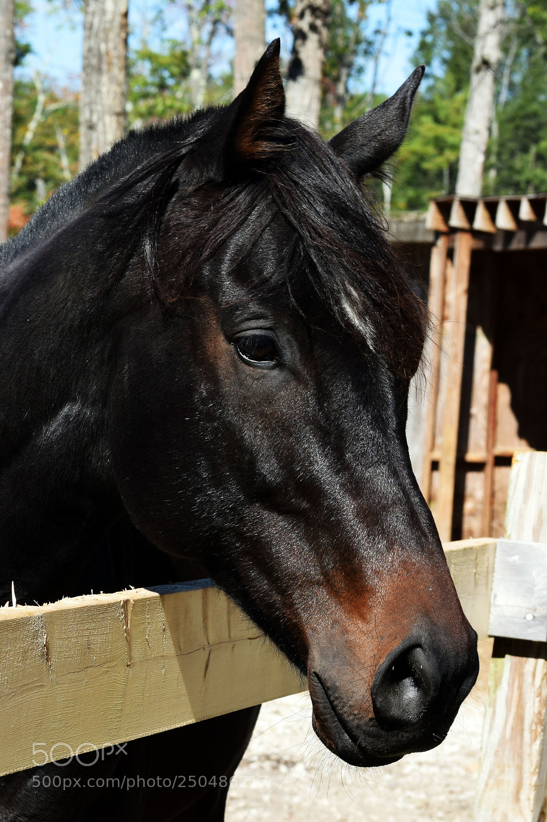 Nikon D3300 sample photo. Horse photography