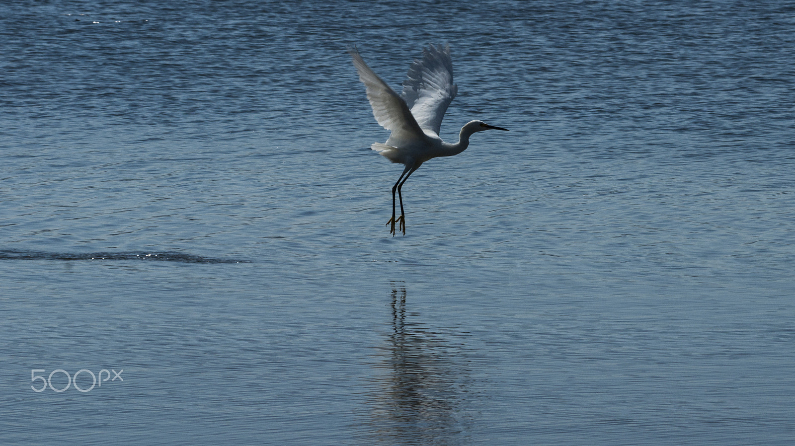 Sony Alpha DSLR-A380 sample photo. Heron flying low. photography