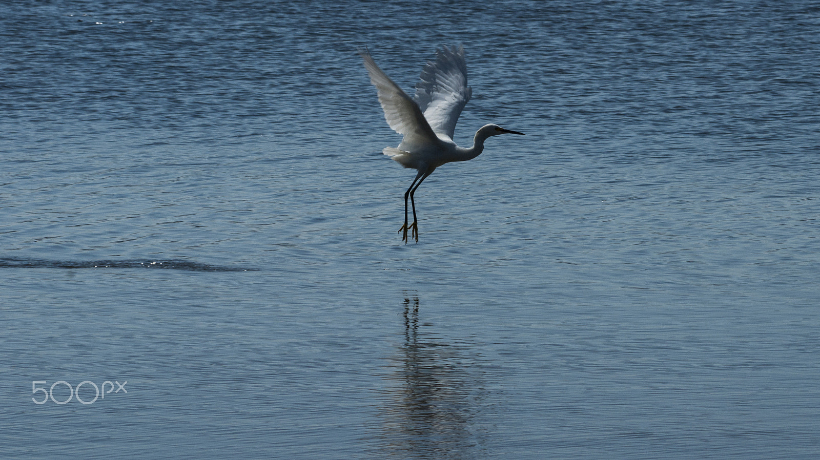 Sony Alpha DSLR-A380 sample photo. Heron flying low. photography