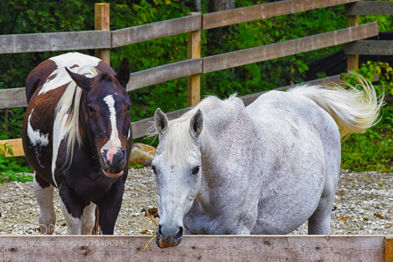 Nikon D3300 sample photo. Horses photography