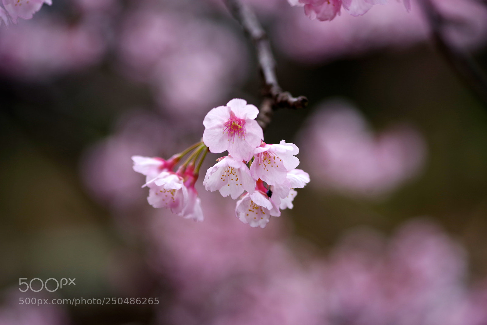 Pentax K-1 sample photo. Winter cherry photography
