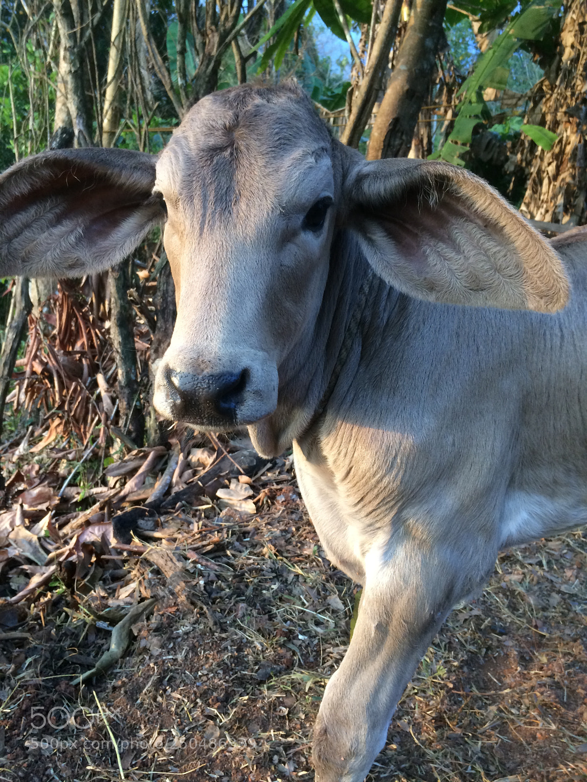 Apple iPhone 5s sample photo. Backyard cow photography