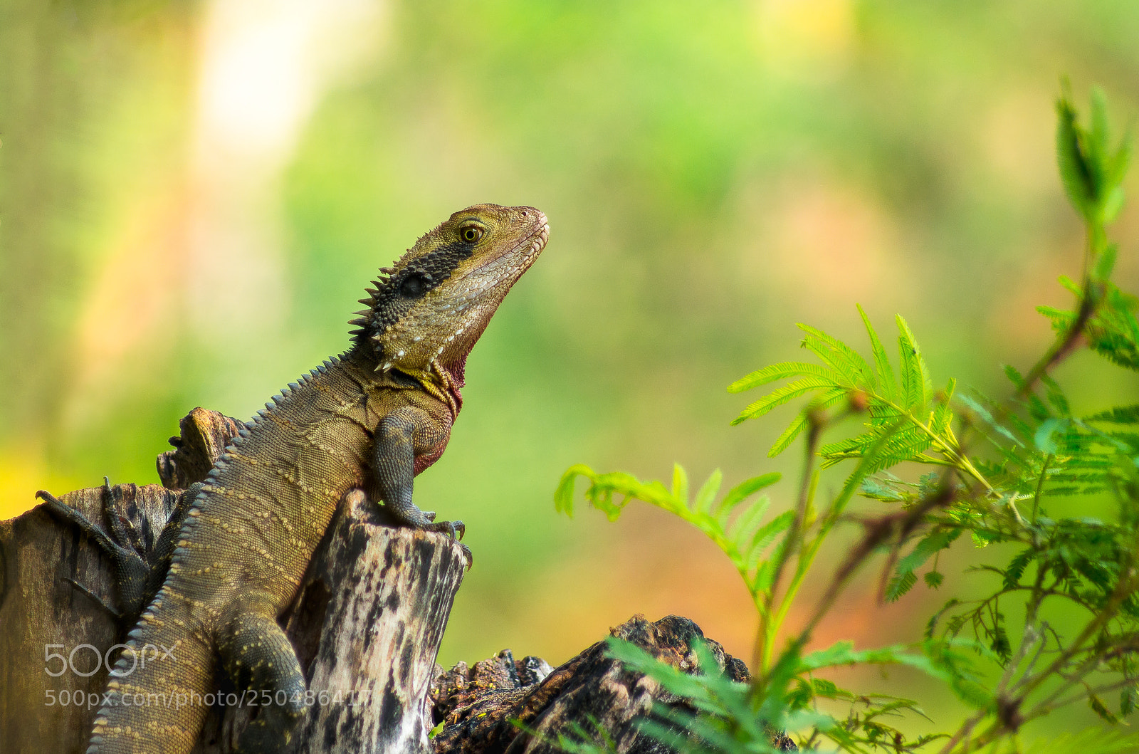 Pentax K-5 sample photo. Eastern water dragon photography