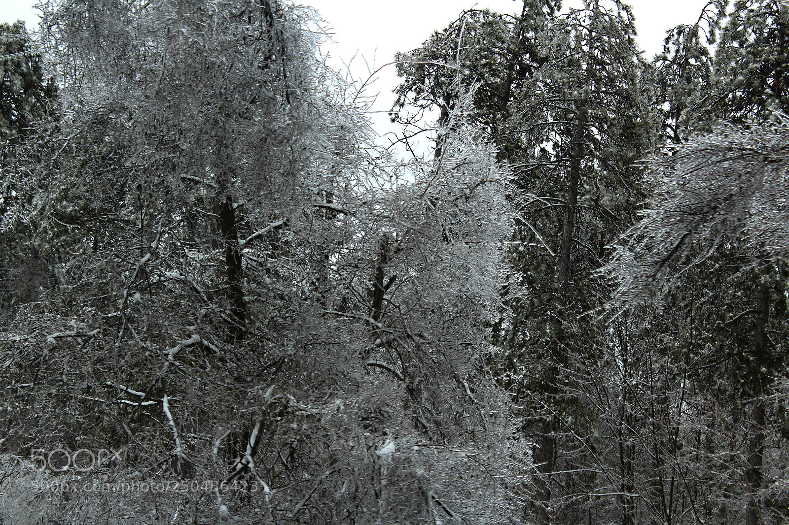Canon EOS 1200D (EOS Rebel T5 / EOS Kiss X70 / EOS Hi) sample photo. Ice cold photography