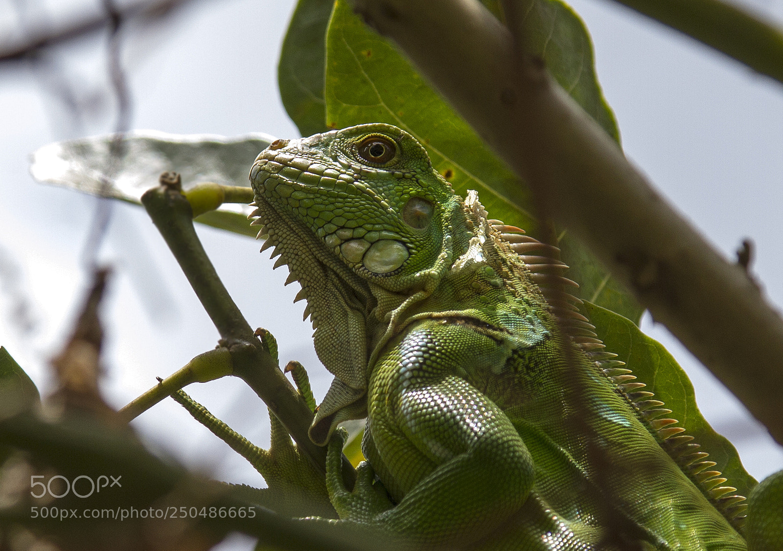 Canon EOS 7D sample photo. Greendragon photography