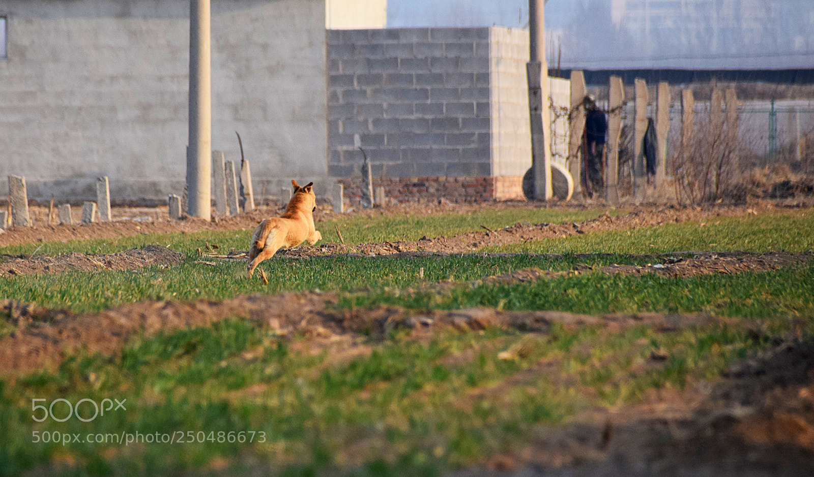 Nikon D5300 sample photo. 逃跑的狗子 photography