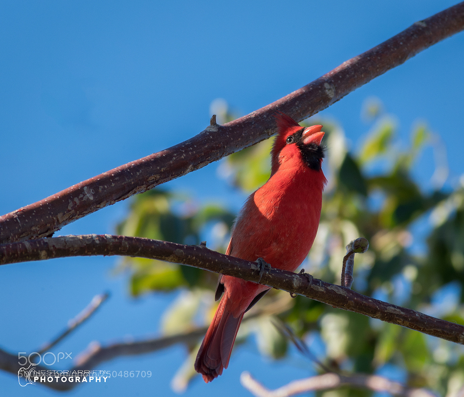 Canon EOS-1D X Mark II sample photo. Northern cardinal photography
