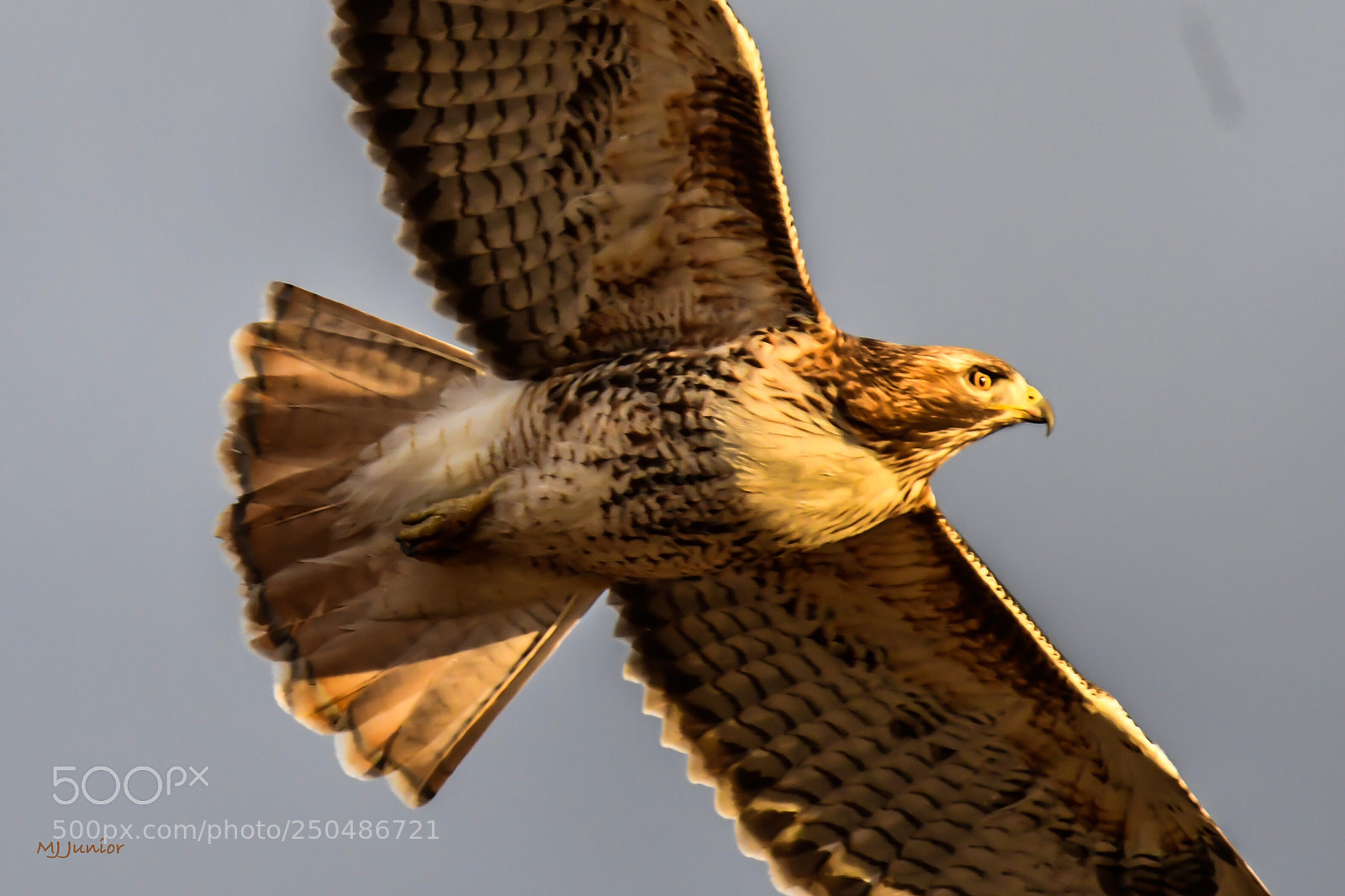 Nikon D7500 sample photo. Hawk 0012 photography