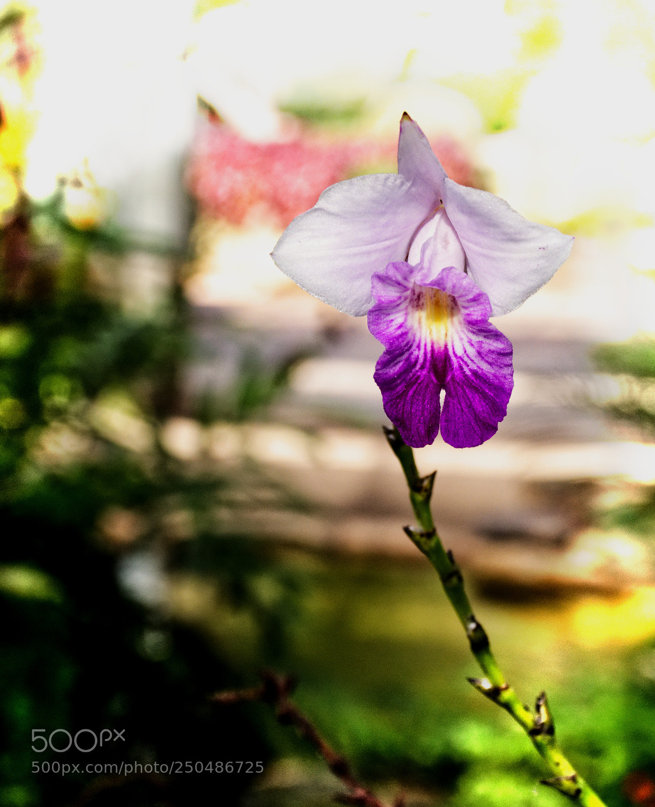 Nikon D7200 sample photo. Queen sirikit botanic 02 photography