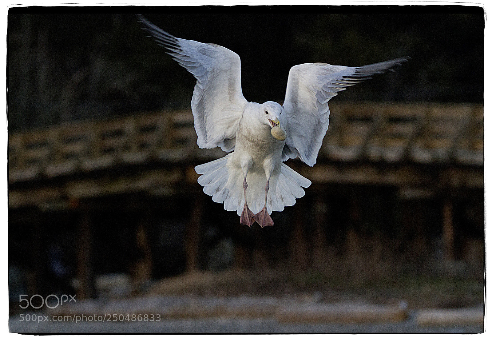 Canon EOS 7D sample photo. Seagull with oyster supper 2. photography