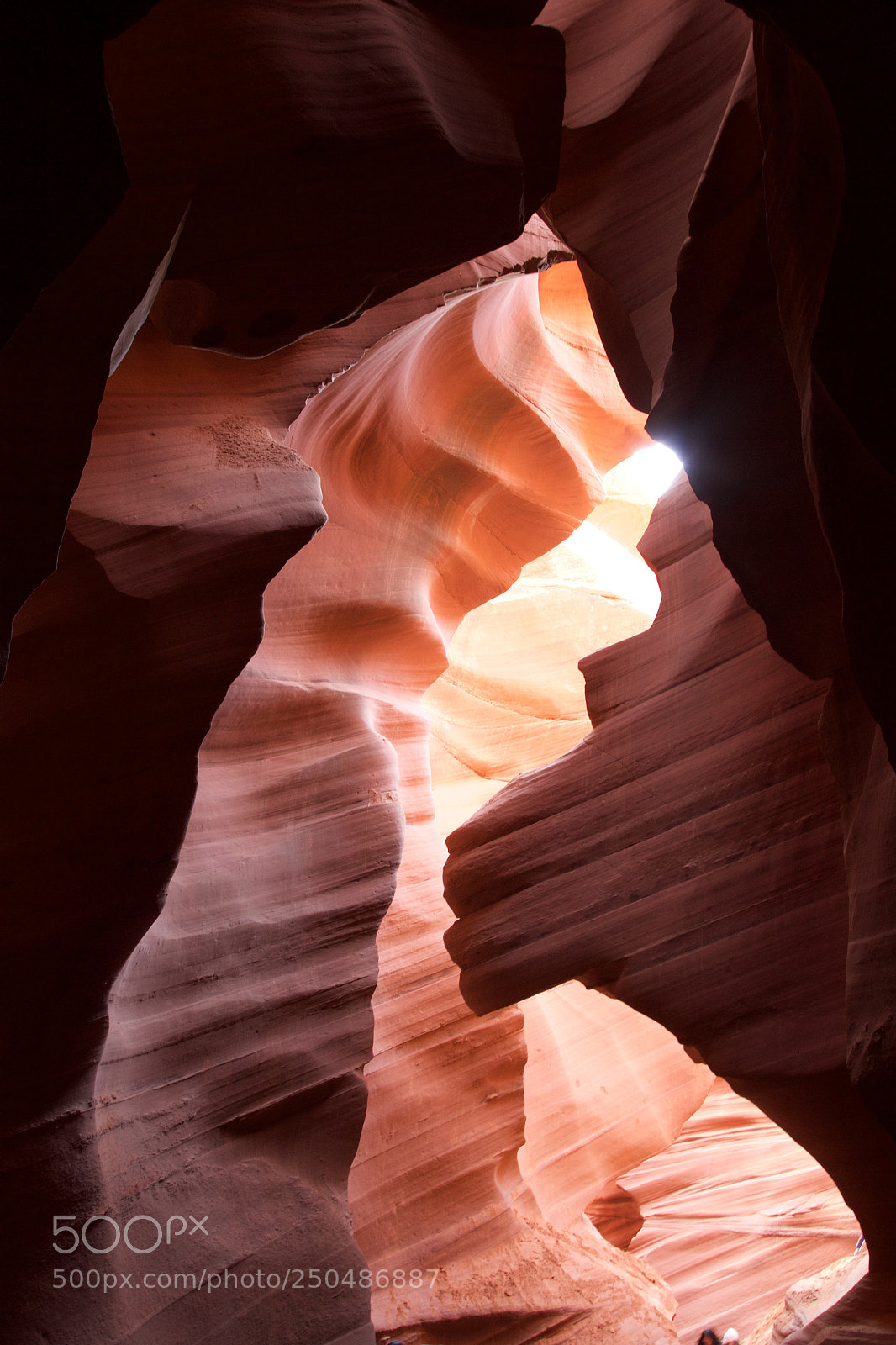 Canon EOS 7D sample photo. Lions head photography